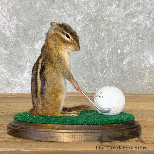 Golfing Squirrel Novelty Mount For Sale #22628 @ The Taxidermy Store