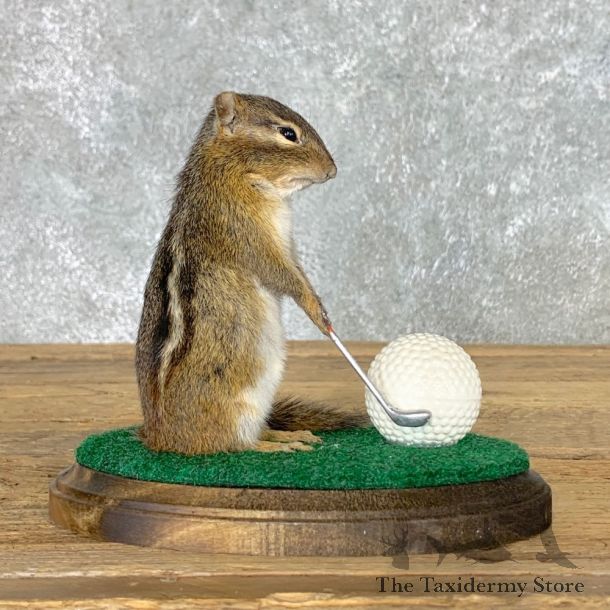 Golfing Squirrel Novelty Mount For Sale #22629 @ The Taxidermy Store