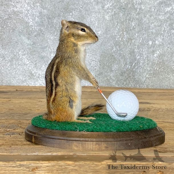 Golfing Squirrel Novelty Mount For Sale #22631 @ The Taxidermy Store
