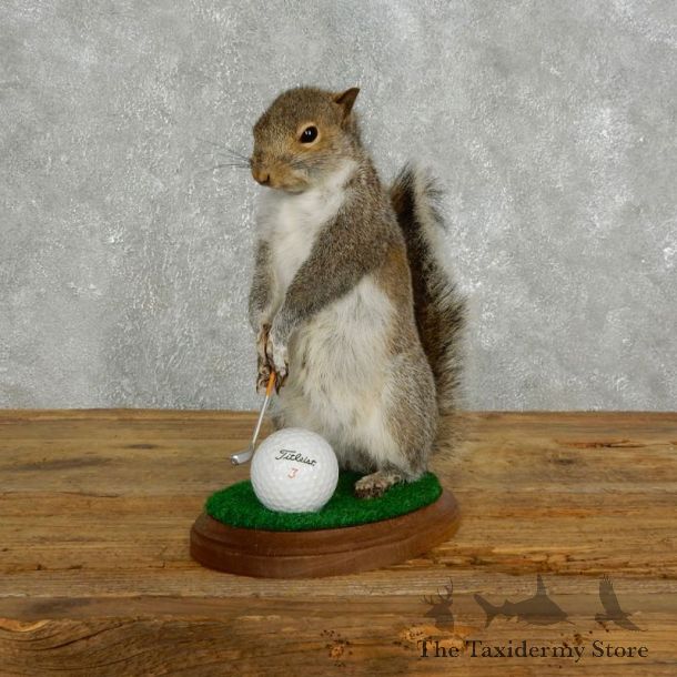 Golfing Squirrel Novelty 17607 @Taxidermy Mount For Sale