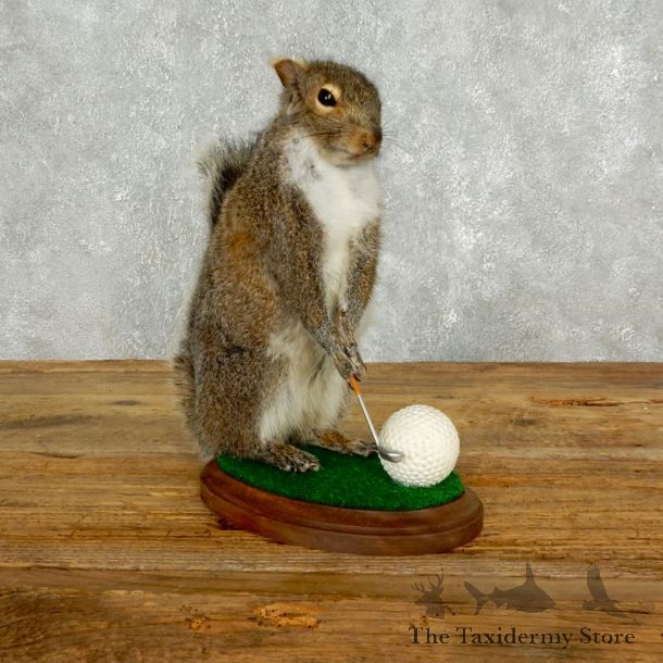 Golfing Squirrel Novelty 17608 @Taxidermy Mount For Sale