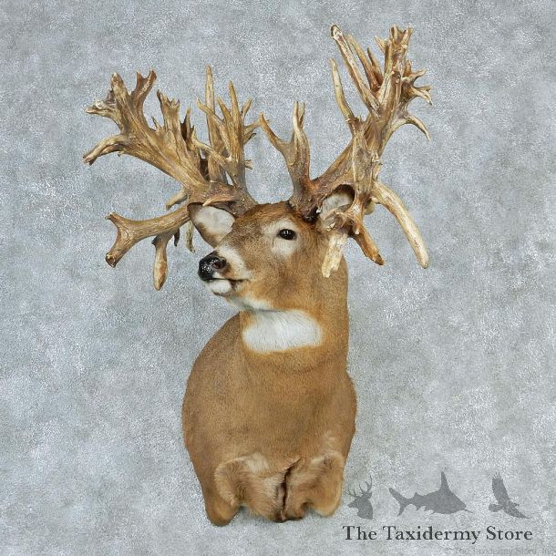 Whitetail Deer Shoulder Taxidermy Head Mount #12750 For Sale @ The Taxidermy Store