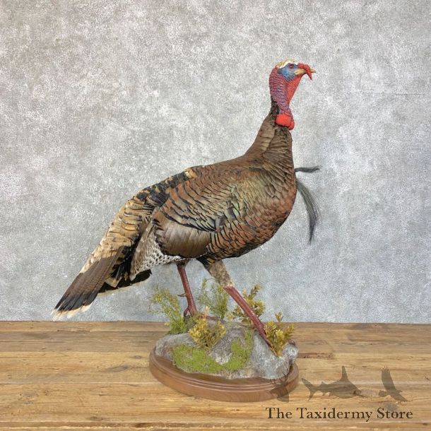 Gould's Turkey Bird Mount For Sale #23933 @ The Taxidermy Store
