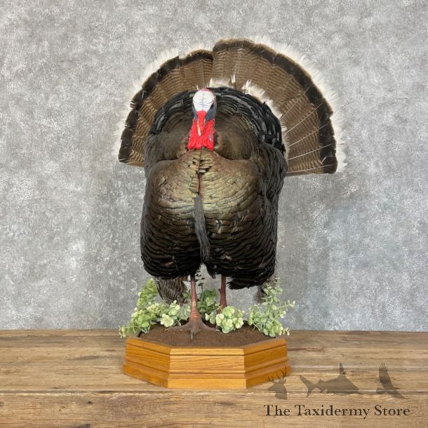 Gould's Turkey Bird Mount For Sale #27751 @ The Taxidermy Store