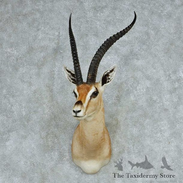 Grant’s Gazelle Shoulder Mount #13710 For Sale @ The Taxidermy Store
