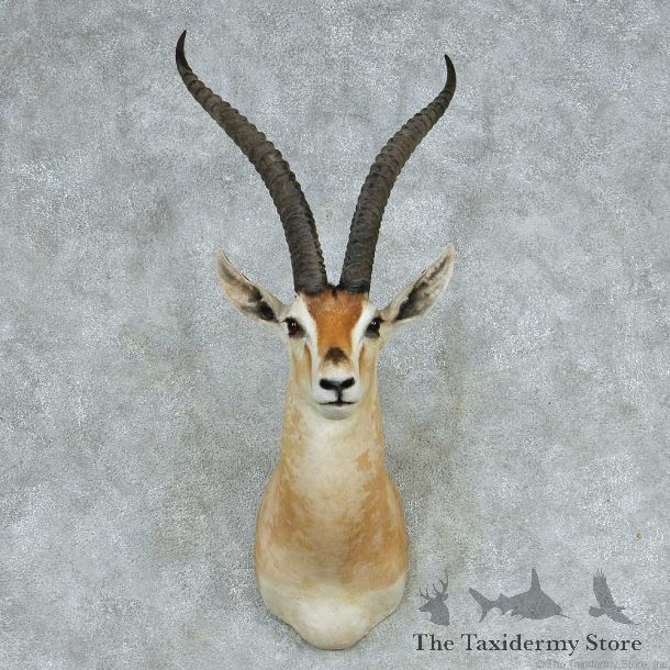 Grant’s Gazelle Shoulder Mount #13711 For Sale @ The Taxidermy Store