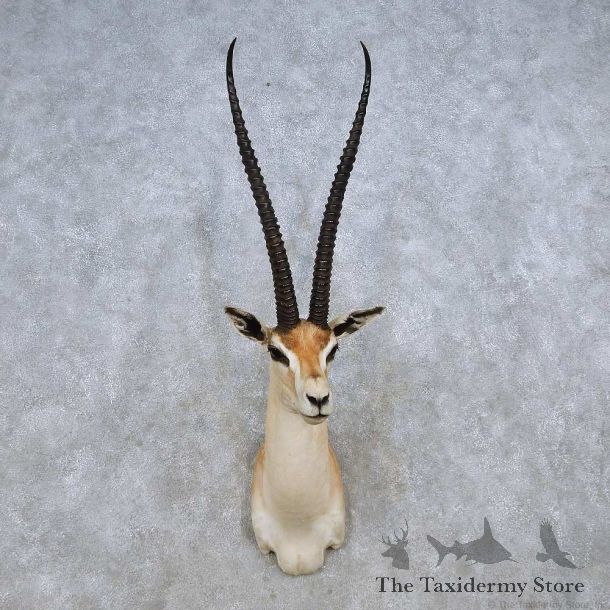 Grant’s Gazelle Shoulder Mount For Sale #14259 @ The Taxidermy Store
