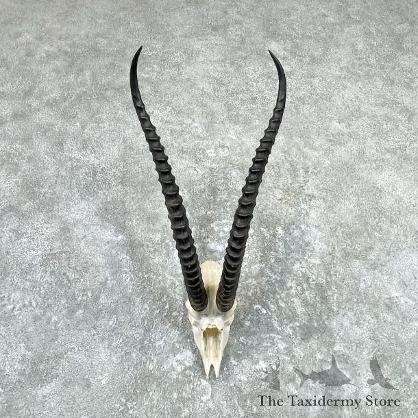 Grants Gazelle Skull And Horns European Mount For Sale #26992 @ The Taxidermy Store