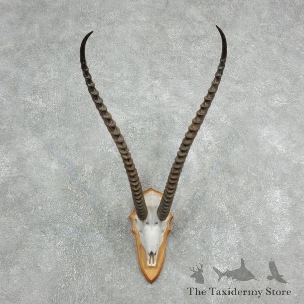Grants Gazelle Skull Plaque Mount For Sale #18128 @ The Taxidermy Store