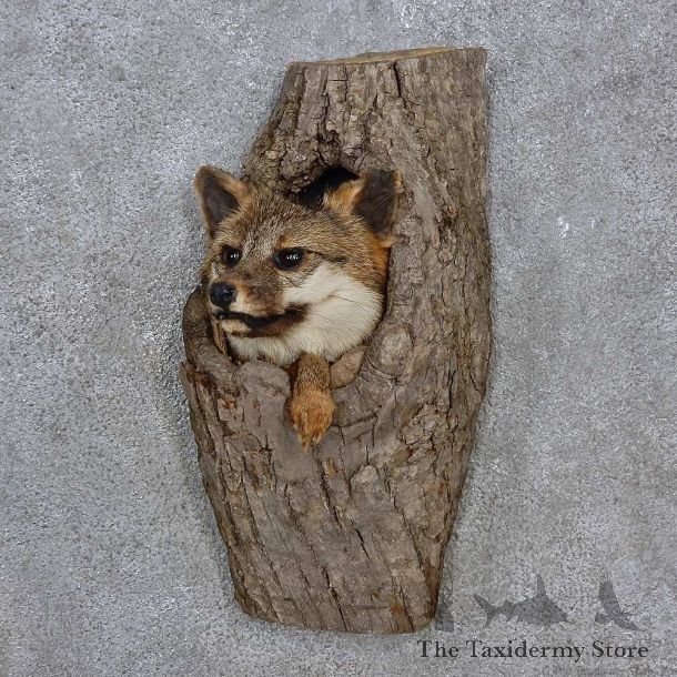 Gray Fox in a Log Head Mount For Sale #15228 @ The Taxidermy Store