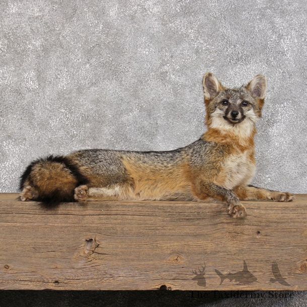 Gray Fox Taxidermy Mount #12397 For Sale @ The Taxidermy Store