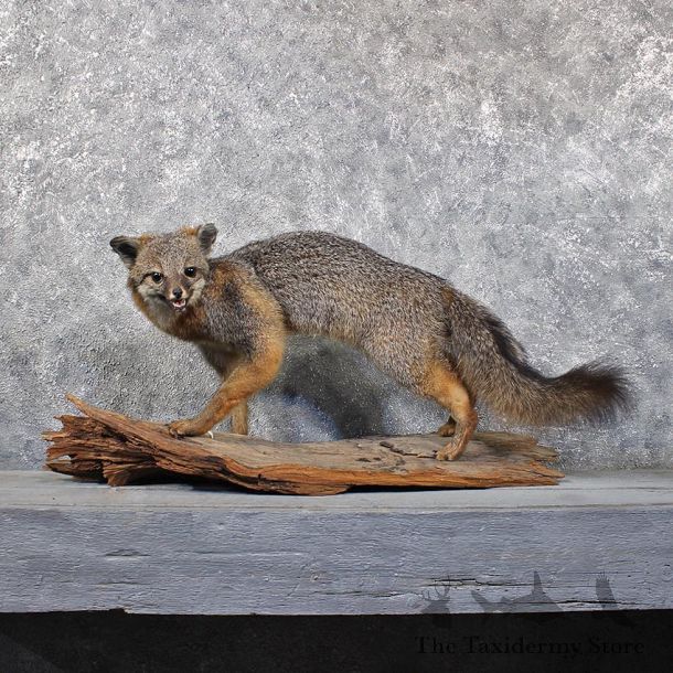 Grey Fox Taxidermy Mount #11712 For Sale @ The Taxidermy Store