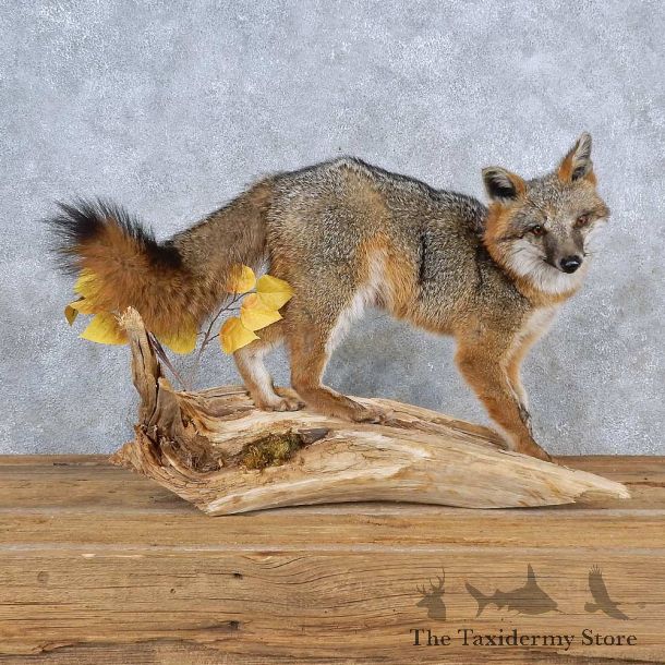 Gray Fox Life-Size Mount For Sale #15591 @ The Taxidermy Store