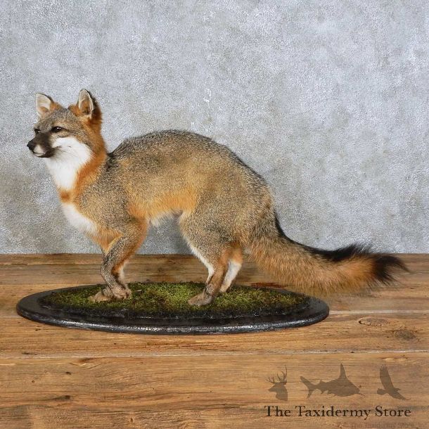 Gray Fox Life-Size Mount For Sale #15893 @ The Taxidermy Store