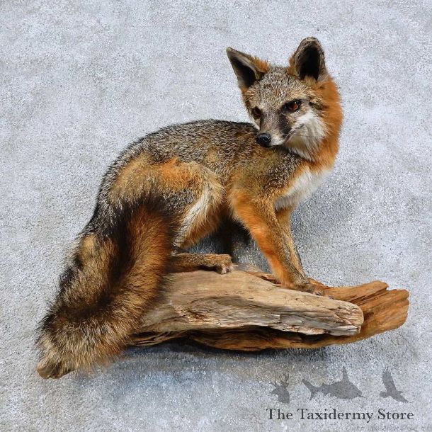 Gray Fox Life-Size Mount For Sale #15984 @ The Taxidermy Store
