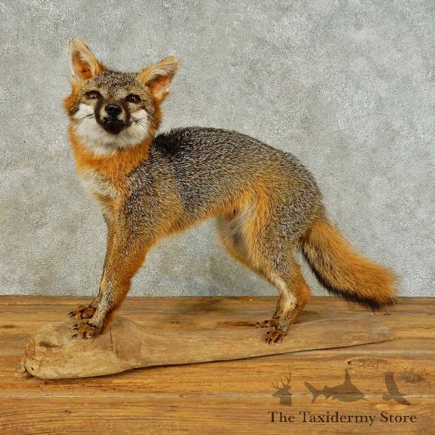 Gray Fox Life-Size Mount For Sale #16293 @ The Taxidermy Store