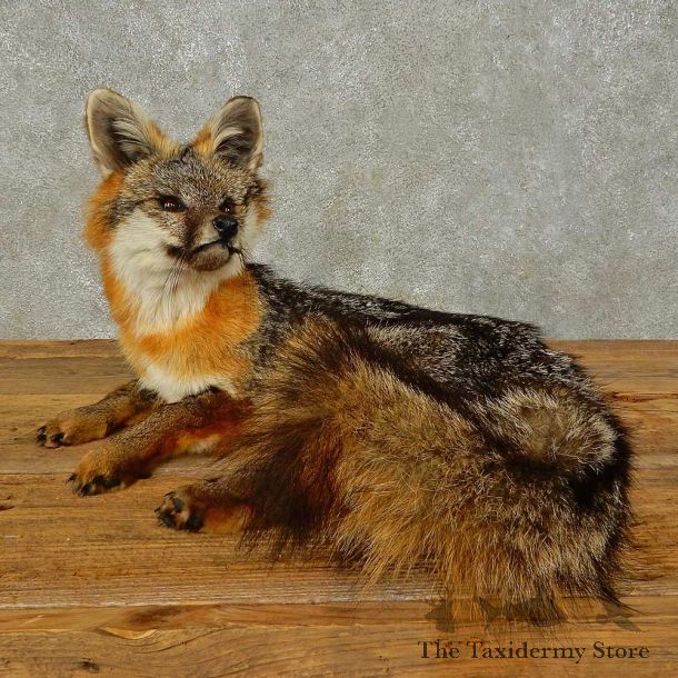 Gray Fox Life-Size Mount For Sale #16413 @ The Taxidermy Store
