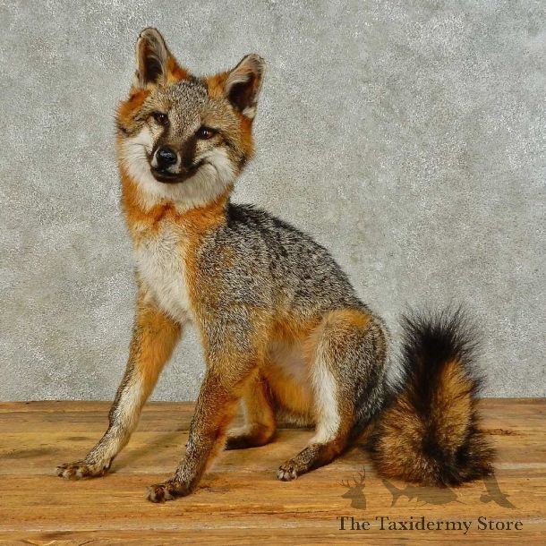 Gray Fox Life-Size Mount For Sale #16414 @ The Taxidermy Store