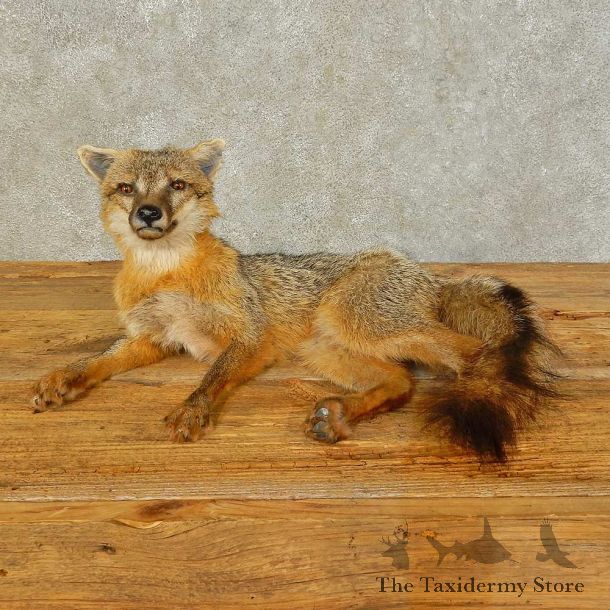 Gray Fox Life-Size Mount For Sale #16504 @ The Taxidermy Store