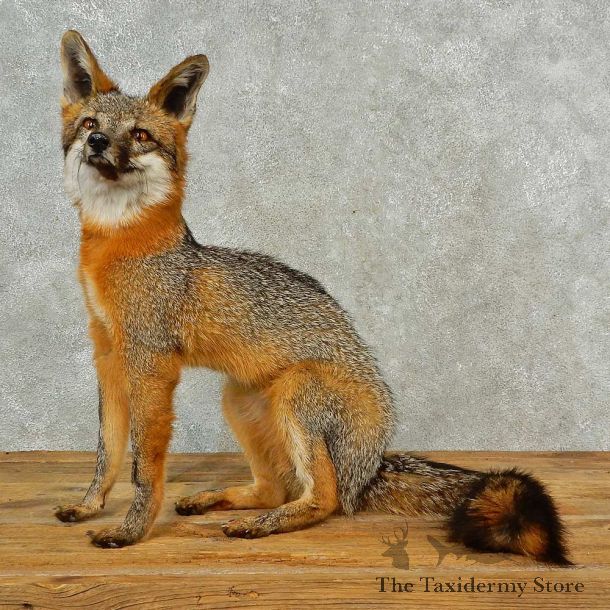 Gray Fox Life-Size Mount For Sale #16566 @ The Taxidermy Store
