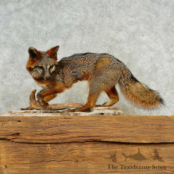 Gray Fox Life-Size Mount For Sale #16567 @ The Taxidermy Store