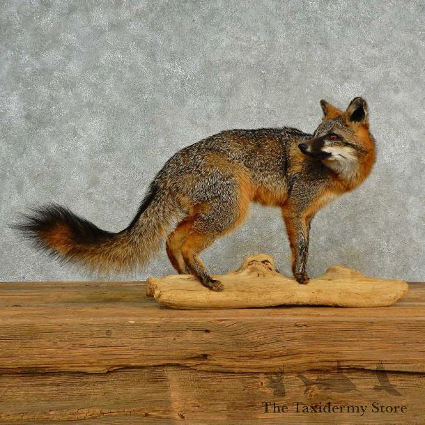 Gray Fox Life-Size Mount For Sale #16568 @ The Taxidermy Store