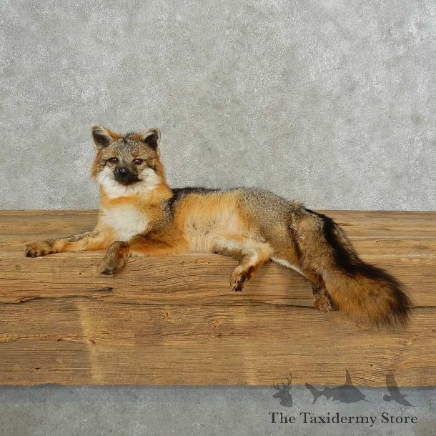 Gray Fox Life-Size Mount For Sale #16833 @ The Taxidermy Store