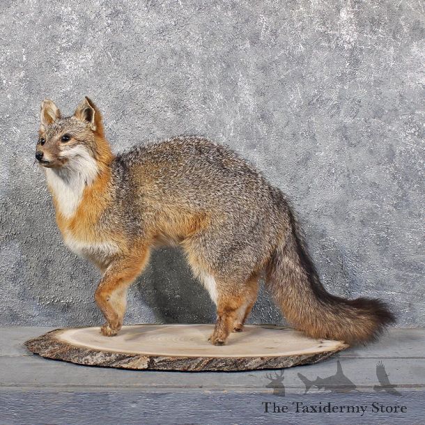 Grey Fox Taxidermy Mount #11817 For Sale @ The Taxidermy Store