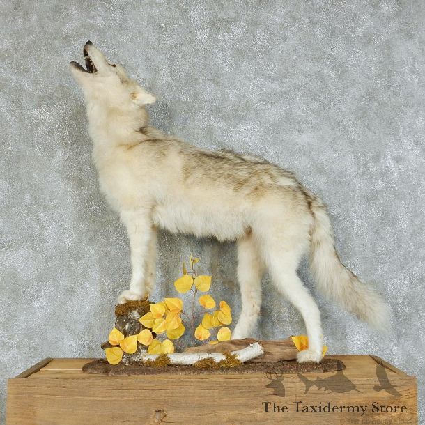 Howling Gray Wolf Life-Size Taxidermy Mount #13122 For Sale @ The Taxidermy Store