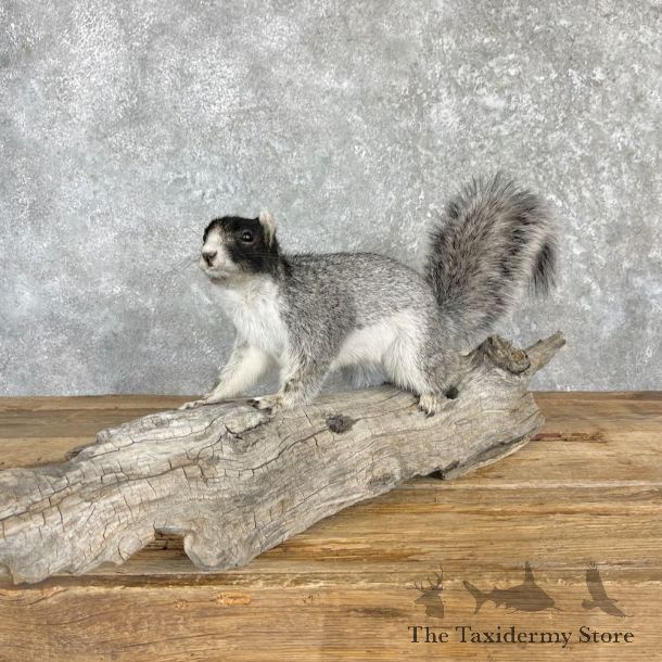 Gray Fox Squirrel Mount For Sale #27111 @ The Taxidermy Store