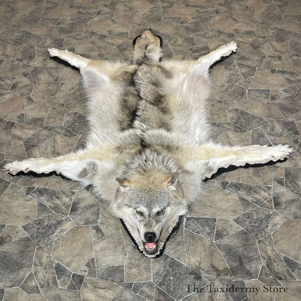 Grey Wolf Rug Taxidermy Mount For Sale #24178 @ The Taxidermy Store