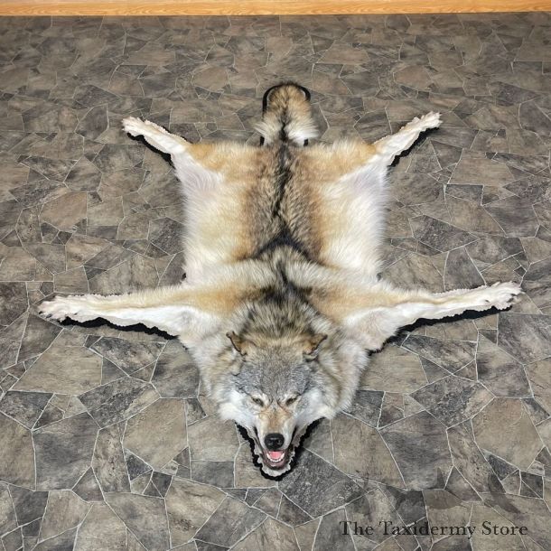 Grey Wolf Rug Taxidermy Mount For Sale #24180 @ The Taxidermy Store