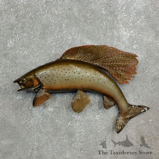 Arctic Grayling Fish Mount For Sale #17793 @ The Taxidermy Store