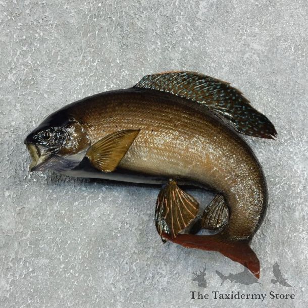 Arctic Grayling Fish Mount For Sale #17944 @ The Taxidermy Store
