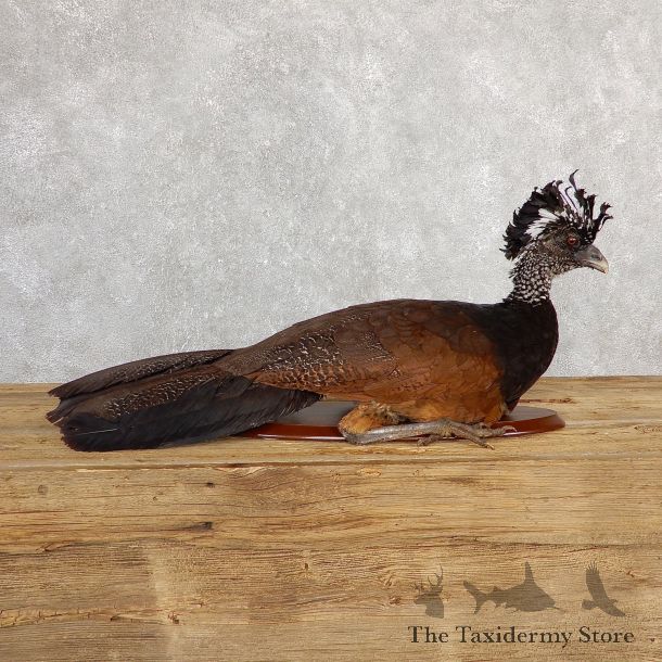 Great Curassow Taxidermy Bird Mount #19848 For Sale @ The Taxidermy Store