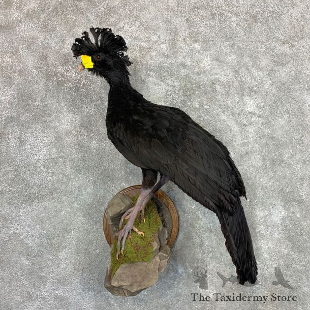 Great Curassow Taxidermy Bird Mount #22898 For Sale @ The Taxidermy Store