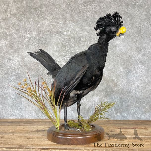 Great Curassow Taxidermy Bird Mount #26646 For Sale @ The Taxidermy Store