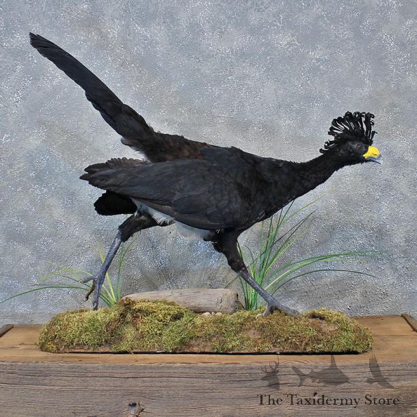 South American Great Curassow Bird Mount #12042 For Sale @ The Taxidermy Store