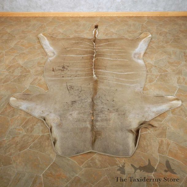 Greater Kudu Rug For Sale #14860 @ The Taxidermy Store