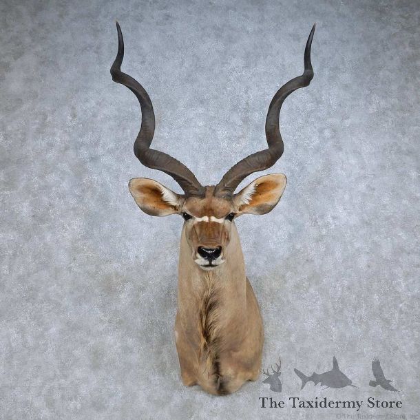 African Kudu Shoulder Mount For Sale #14812 @ The Taxidermy Store