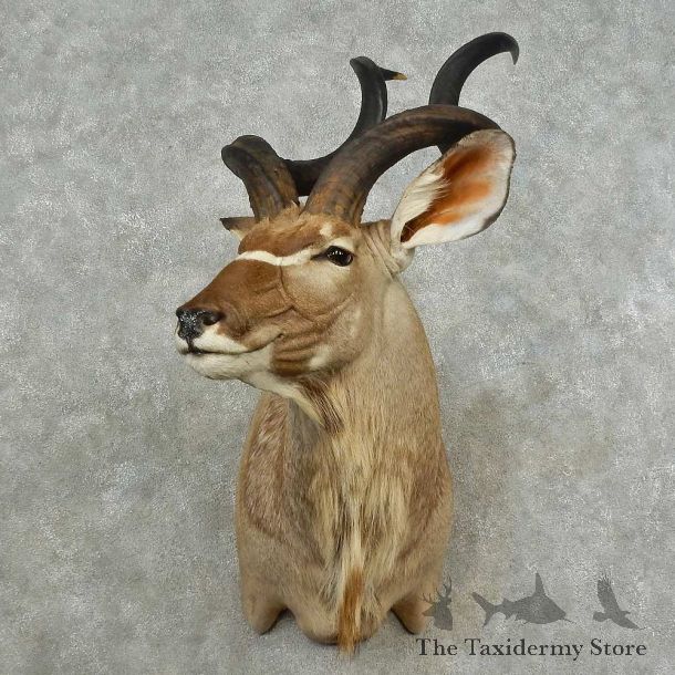 Greater Kudu Shoulder Mount For Sale #16701 @ The Taxidermy Store