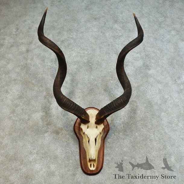 Kudu Skull & Horn European Mount For Sale #16166 @ The Taxidermy Store