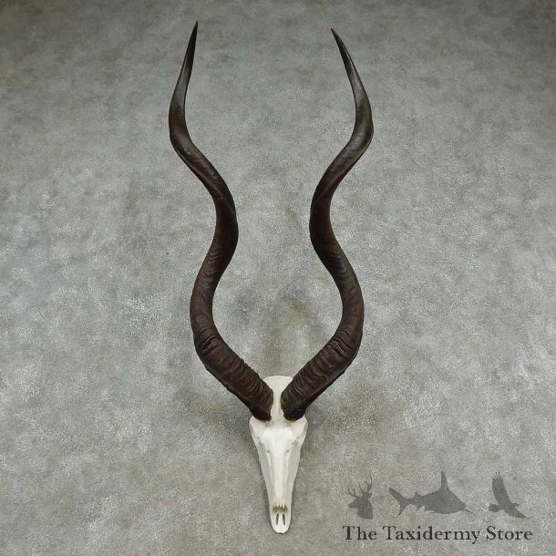 Greater Kudu Skull European Mount For Sale #16952 @ The Taxidermy Store