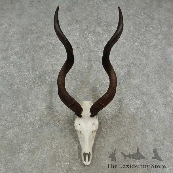 Greater Kudu Skull European Mount For Sale #16953 @ The Taxidermy Store