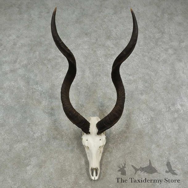 Greater Kudu Skull European Mount For Sale #16955 @ The Taxidermy Store