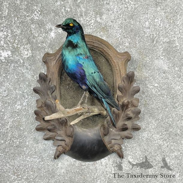Greater Blue-Eared Starling Life-Size Taxidermy Mount For Sale #25289 @ The Taxidermy Store