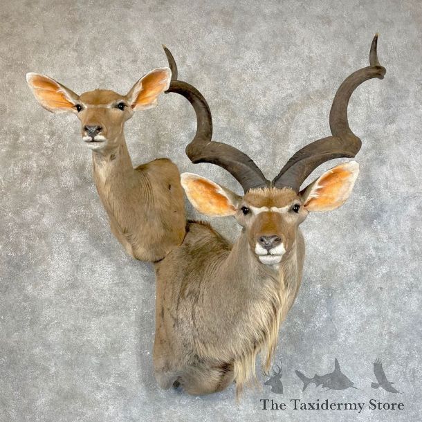Greater Kudu Pair Shoulder Mount For Sale #24245 @ The Taxidermy Store