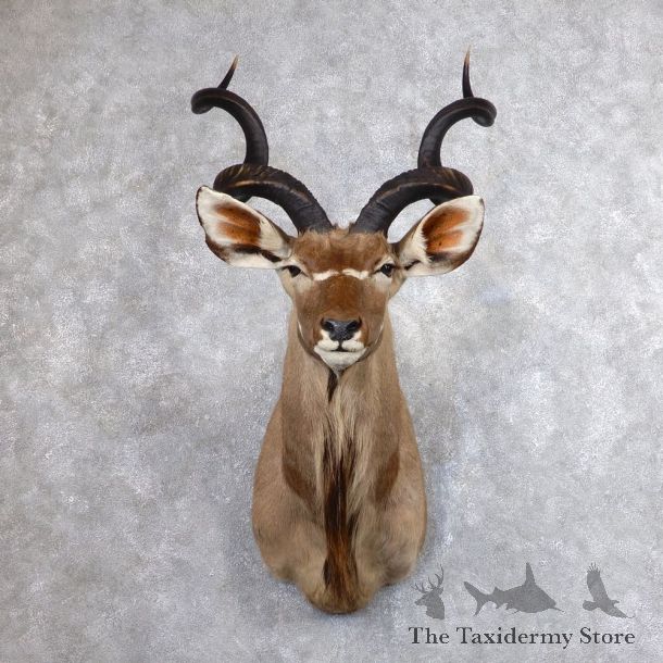 Greater Kudu Shoulder Mount For Sale #18611 @ The Taxidermy Store