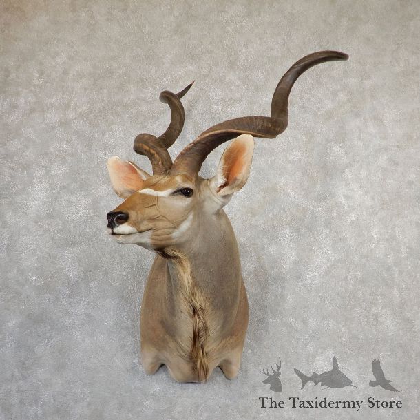 Greater Kudu Shoulder Mount For Sale #19851 @ The Taxidermy Store