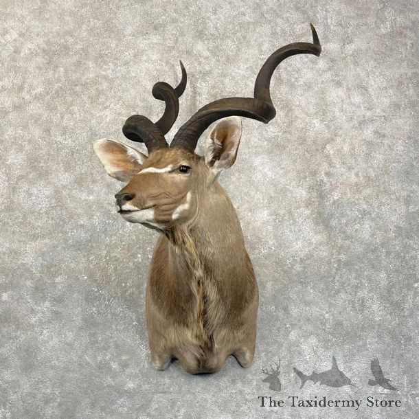 Greater Kudu Shoulder Mount For Sale #24987 @ The Taxidermy Store